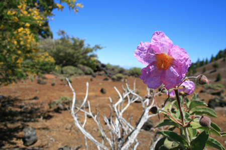 LaPalma_2008_09