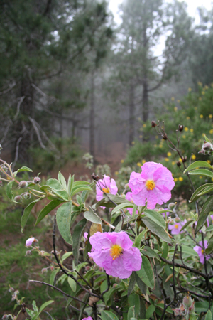 LaPalma_2008_12