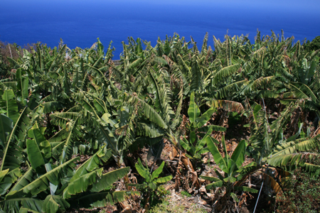 LaPalma_2008_15