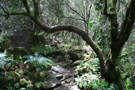 LaPalma_2008_33