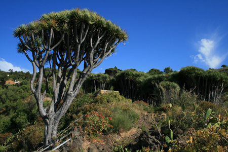 LaPalma_2008_50