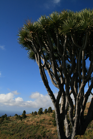 LaPalma_2008_51