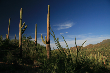 06_SaguaroNP