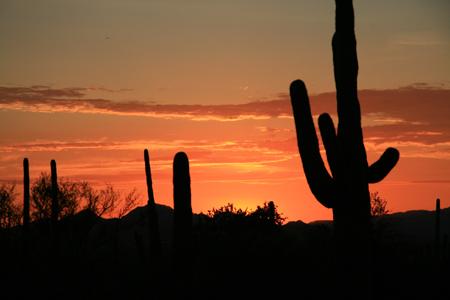 07_SaguaroNP