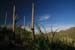 06_SaguaroNP